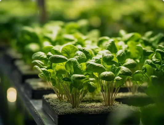 Illuminating Your Indoor Garden: A Deep Dive into Plant Lights