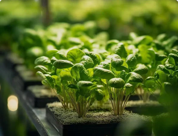 Choosing the Best Grow Lights: A Professional Guide to Indoor Cultivation in Europe