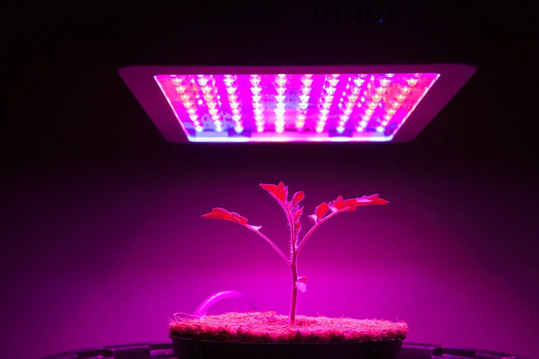 Optimal LED Grow Light Distance: The Ultimate Guide for European Indoor Growers